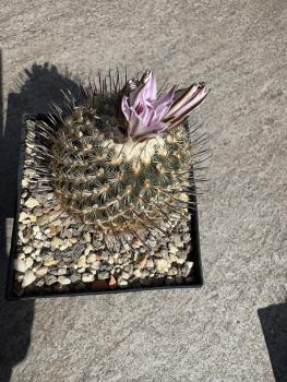 Gymnocactus septentrionalis